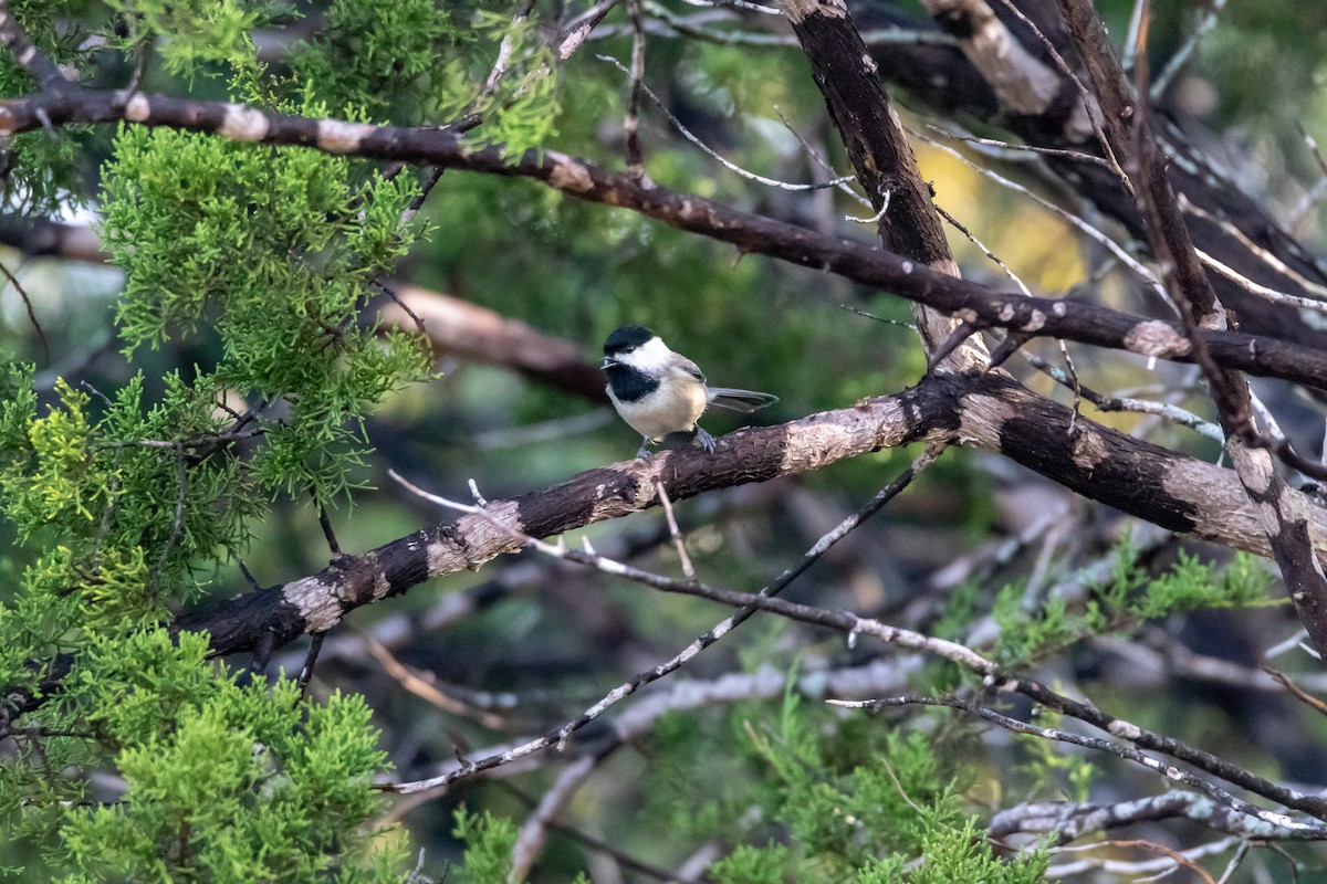 Каролинская гаичка - ML644277042