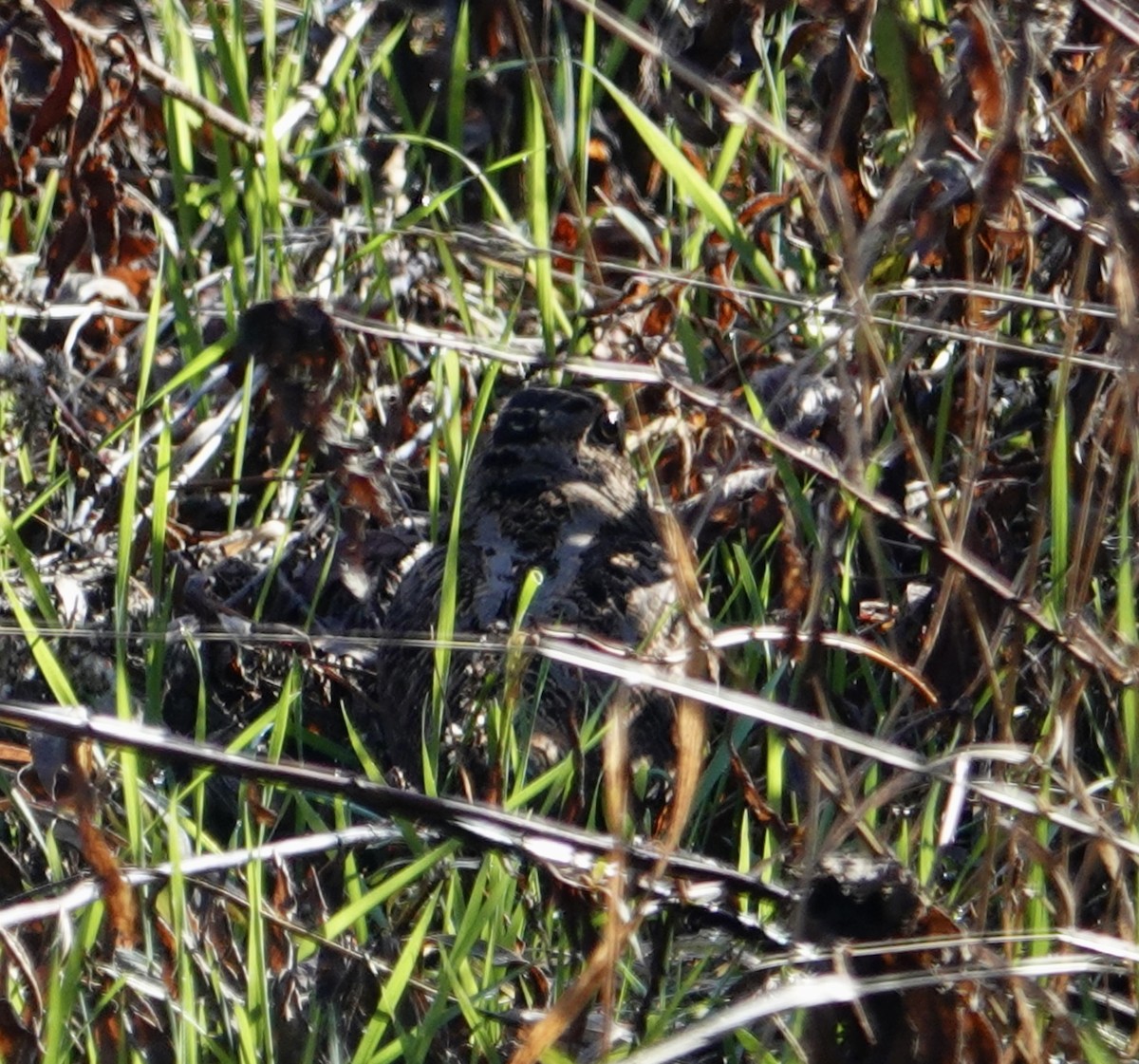 Bécasse d'Amérique - ML644277051