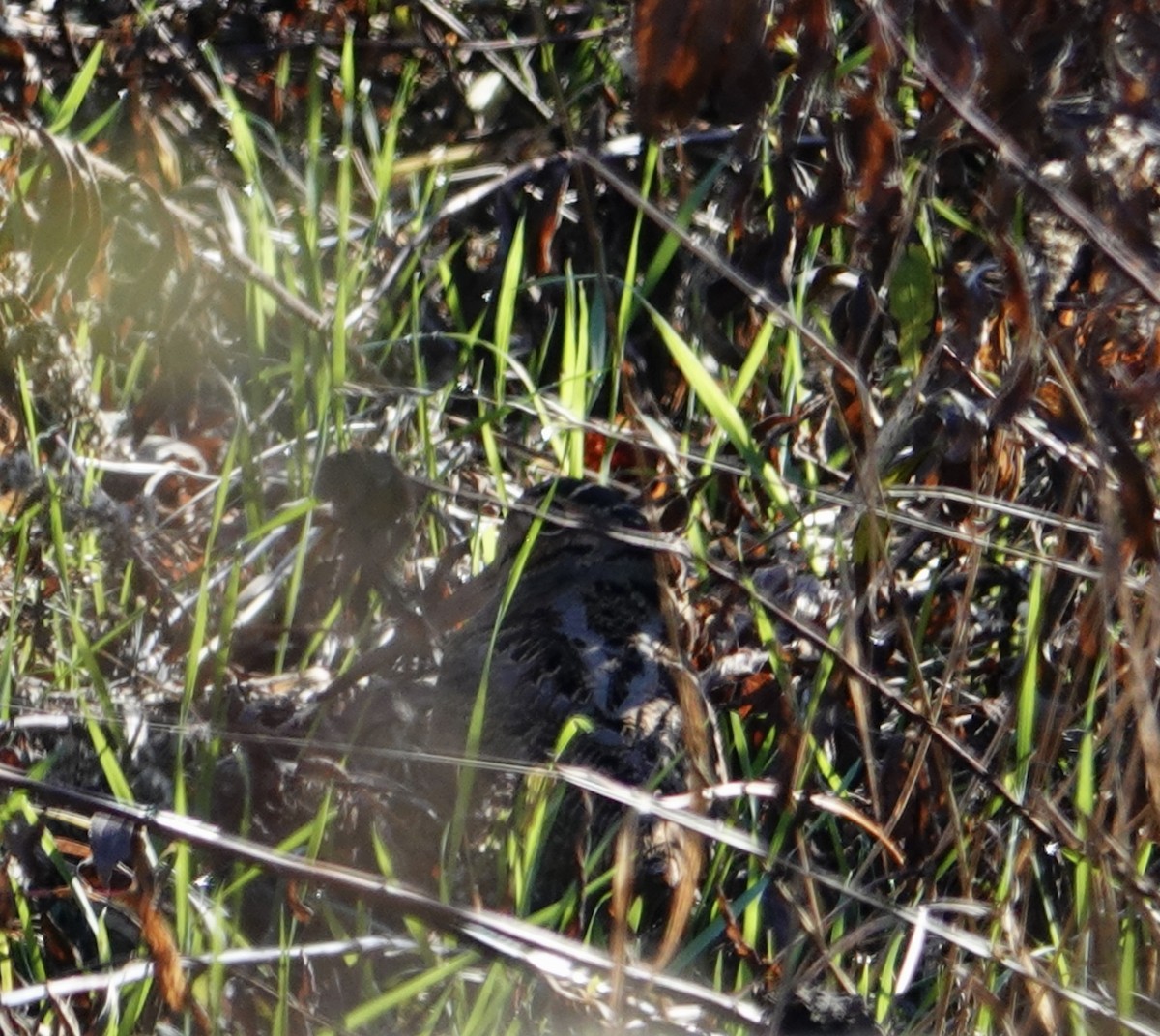 Bécasse d'Amérique - ML644277052