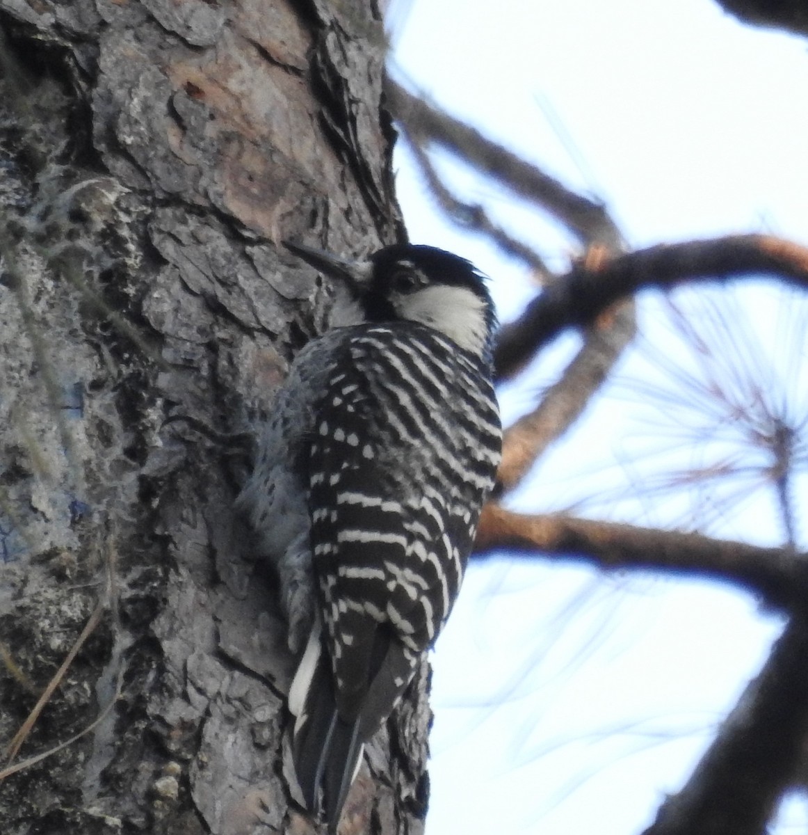 Pic à face blanche - ML644277126