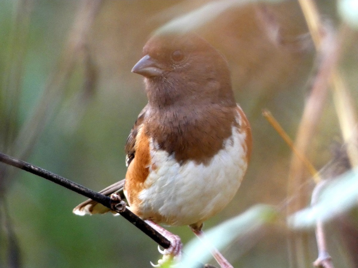 Eastern Towhee - ML644277134