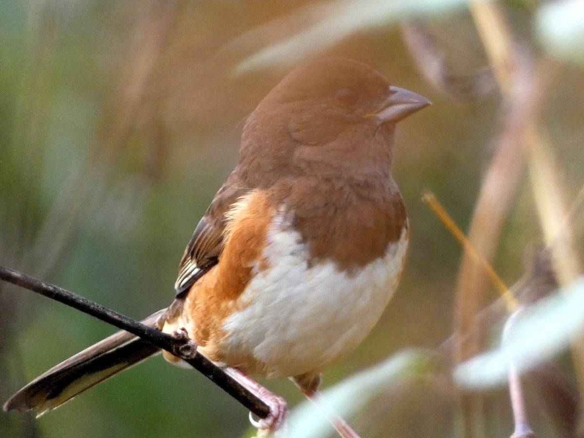 Eastern Towhee - ML644277145