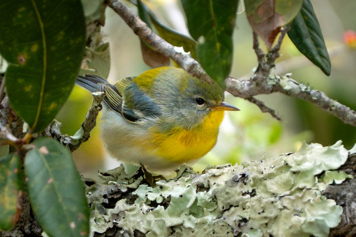 Очковая древесница - ML644277146