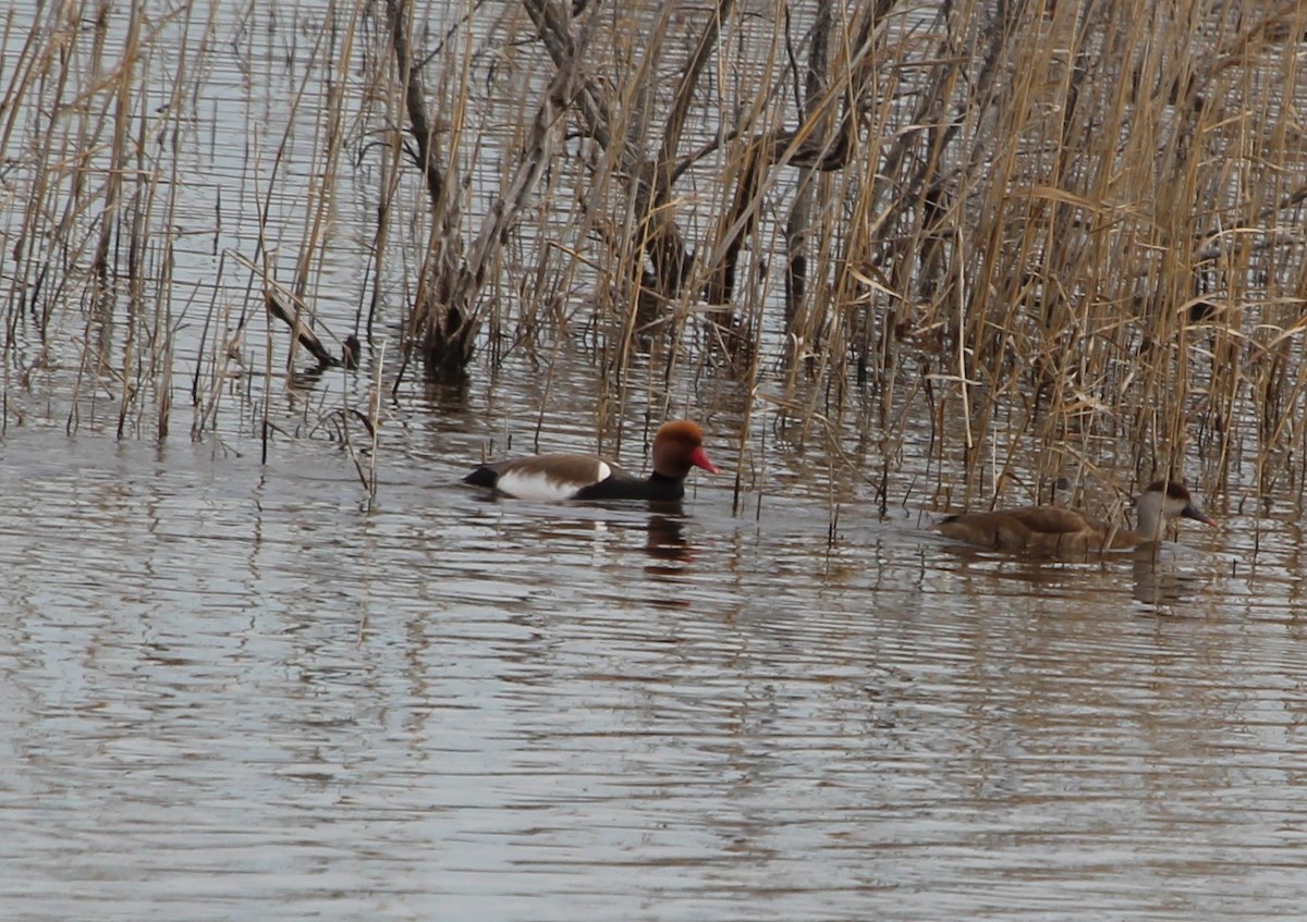 Red-crested Pochard - ML644277147