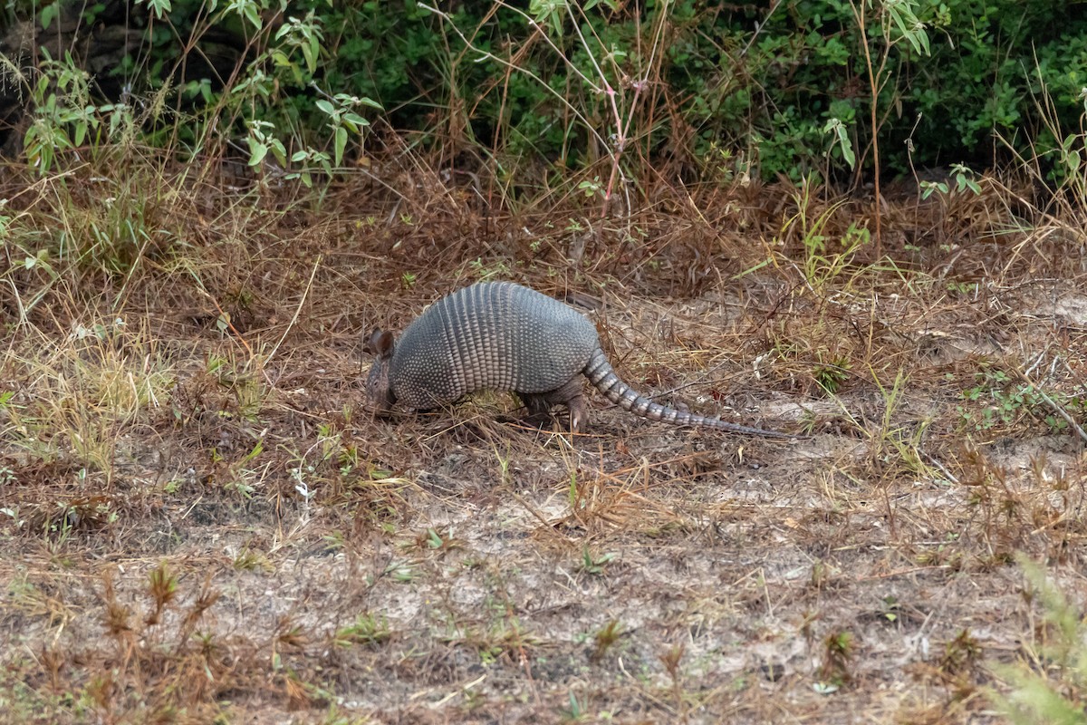 Nine-banded Armadillo - ML644277148