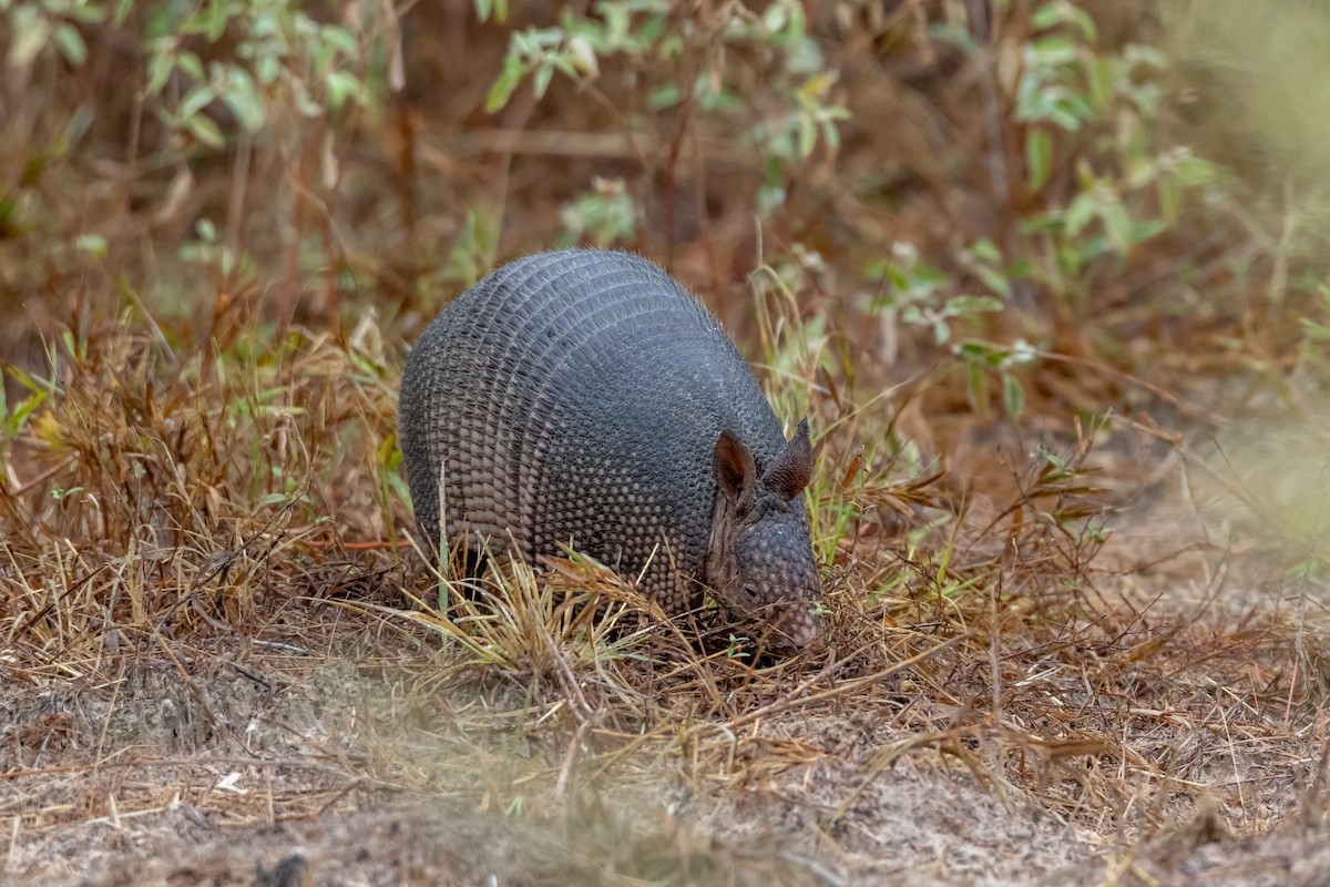 Nine-banded Armadillo - ML644277149