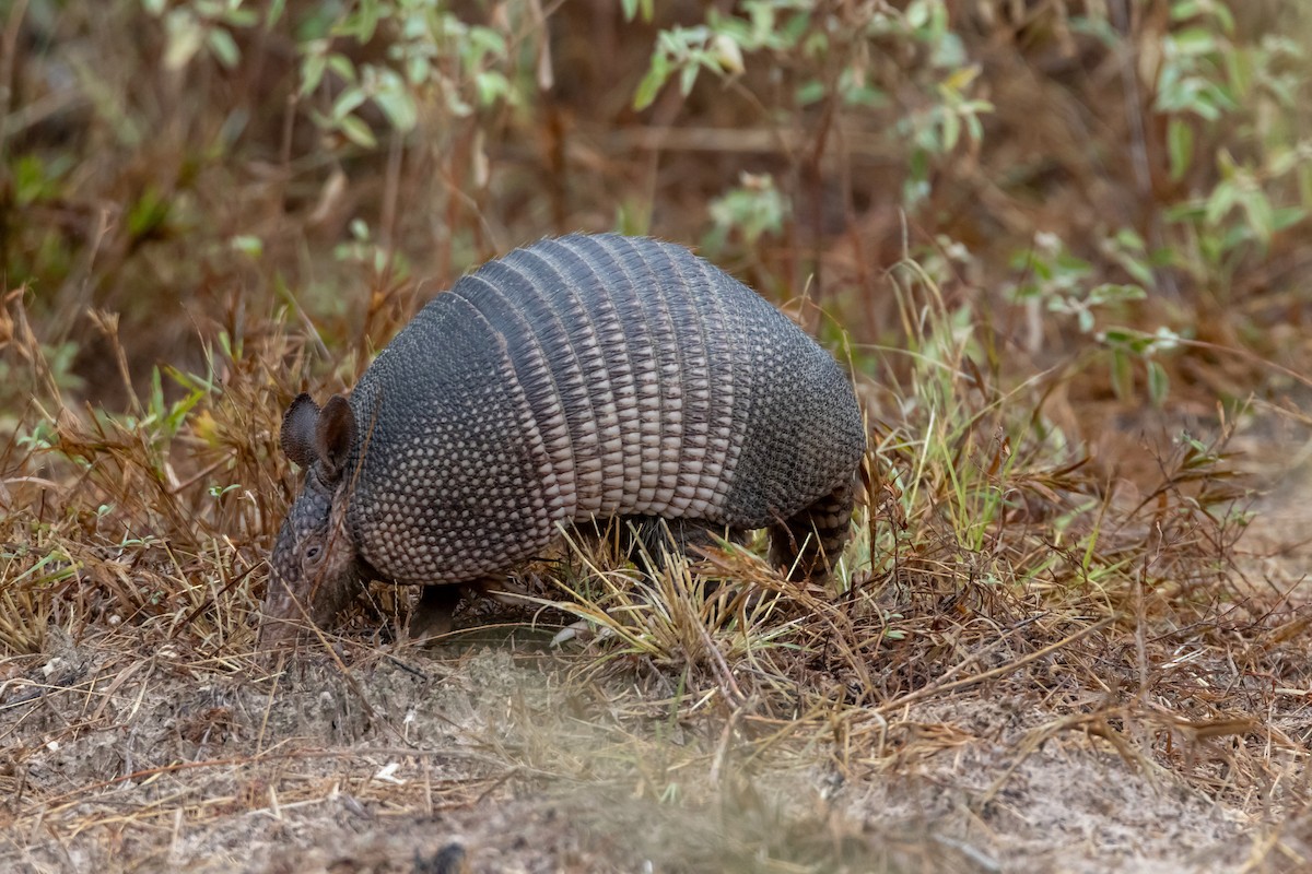 Nine-banded Armadillo - ML644277150