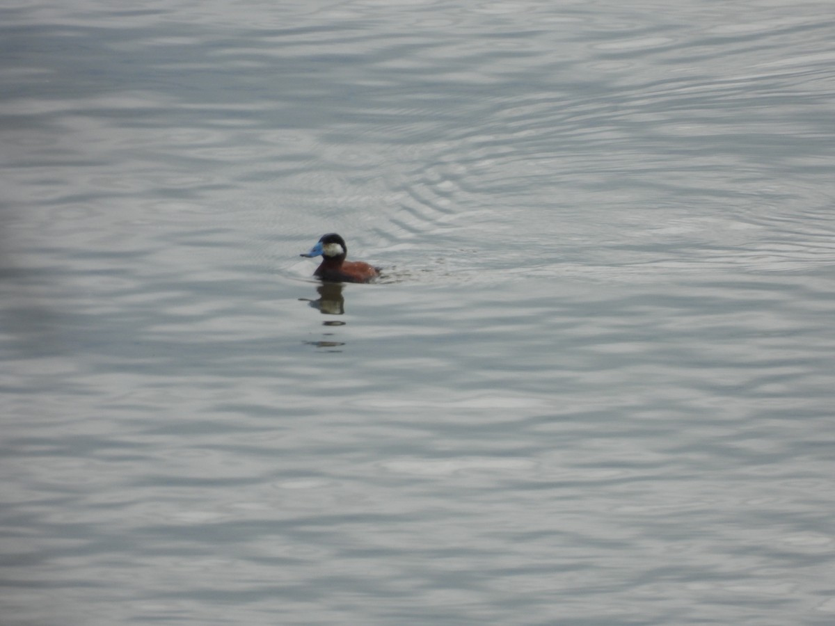 Ruddy Duck - ML644277152