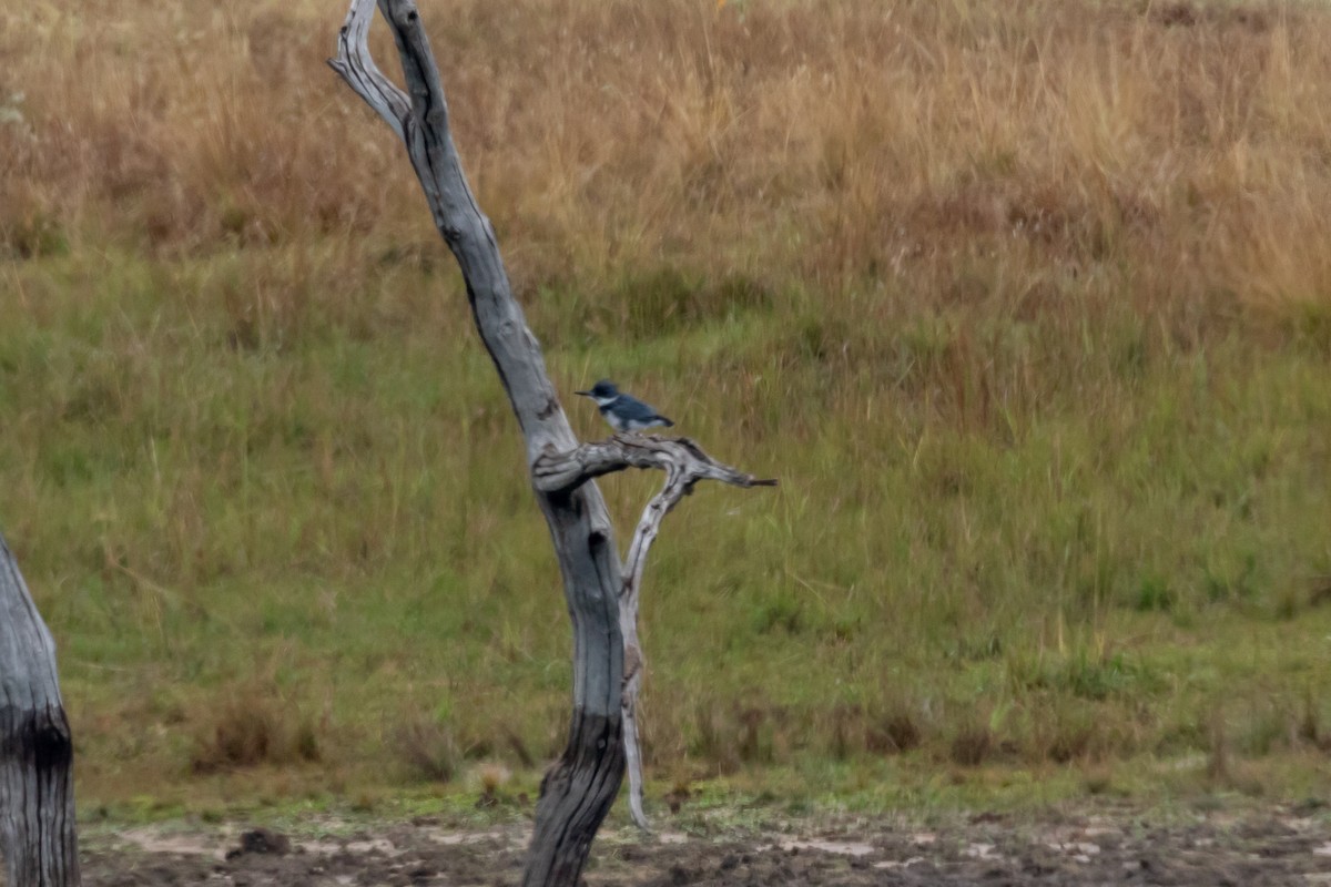Belted Kingfisher - ML644277154