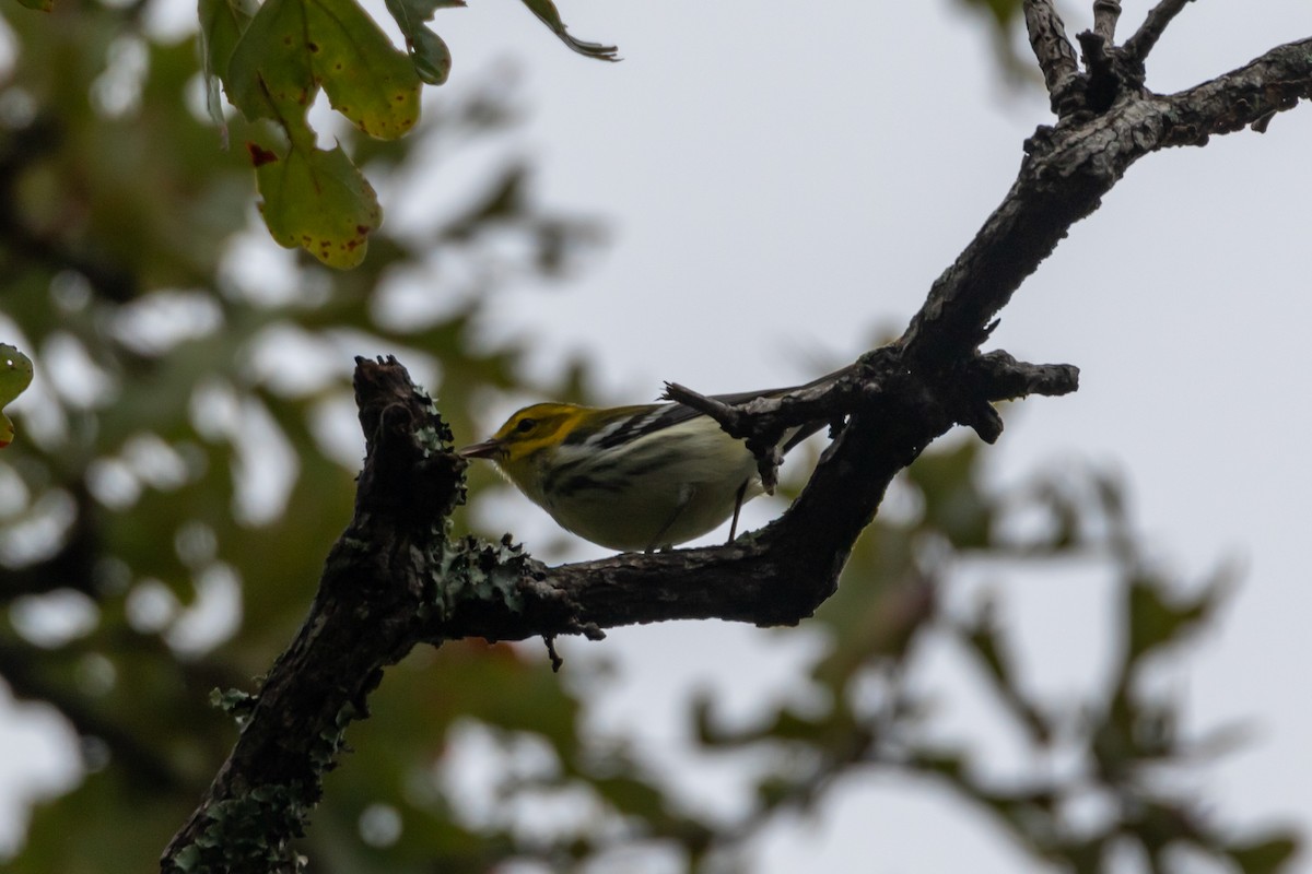 Black-throated Green Warbler - ML644277157
