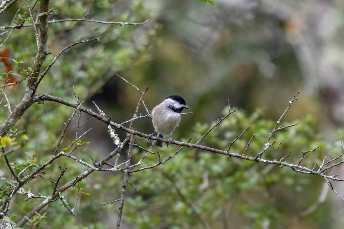 Каролинская гаичка - ML644277158