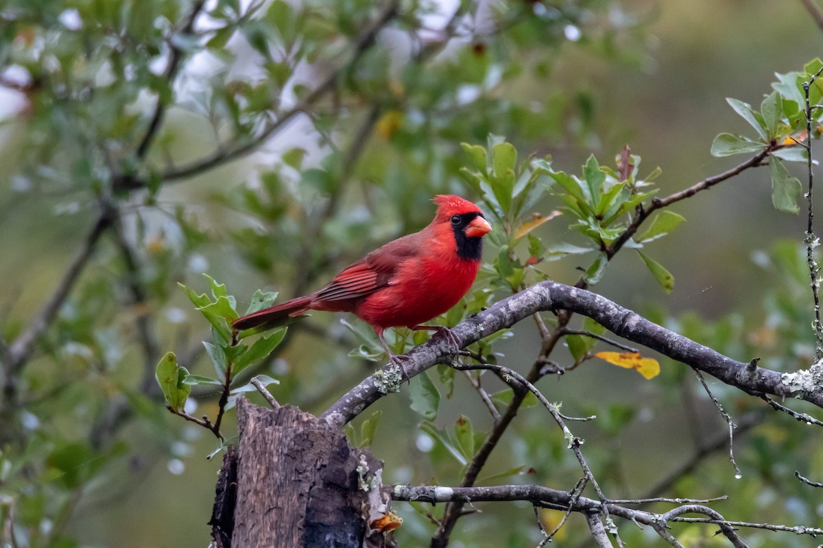 Northern Cardinal - ML644277162