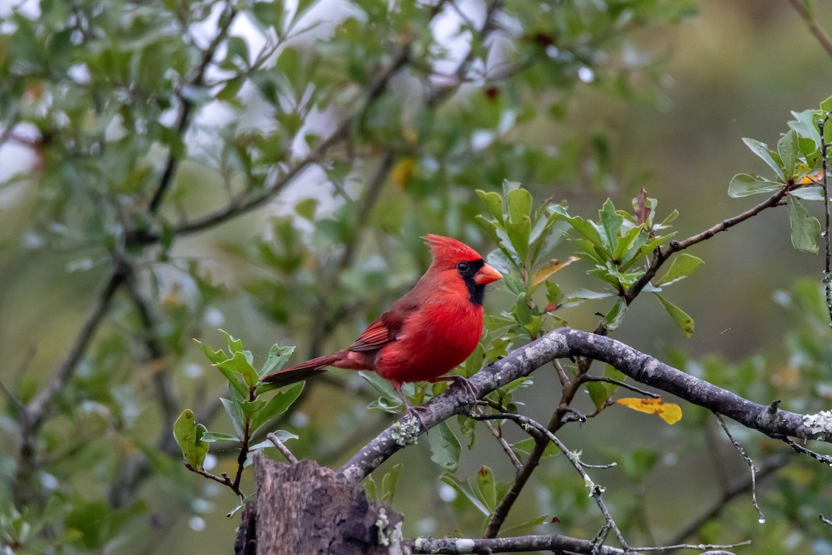 Northern Cardinal - ML644277163