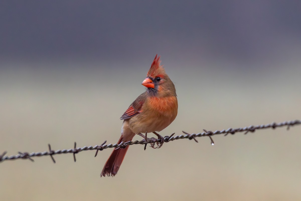 Northern Cardinal - ML644277164