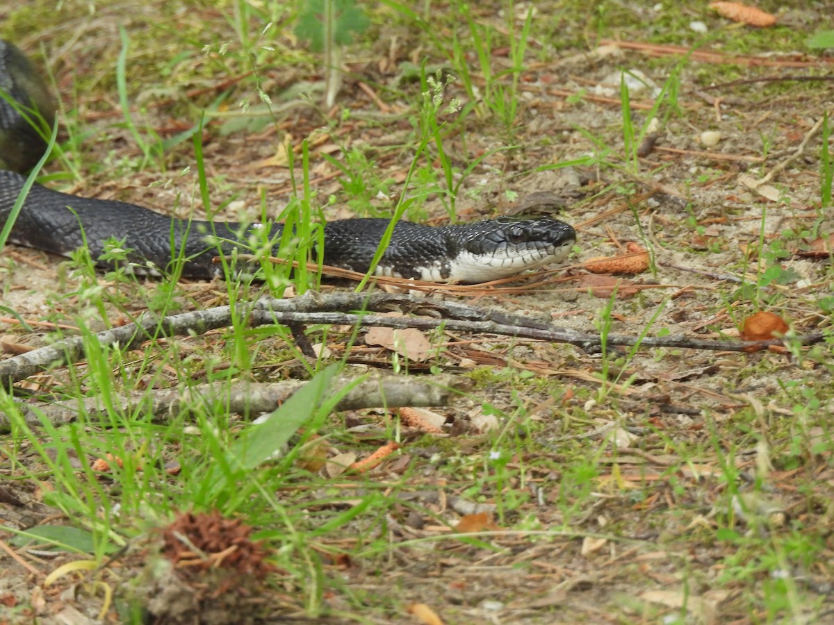 Reptiles - ML644277165