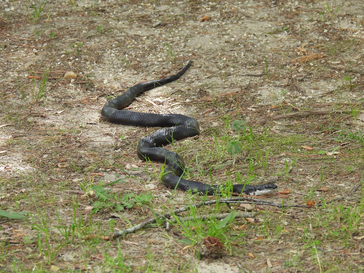 Reptiles - ML644277171