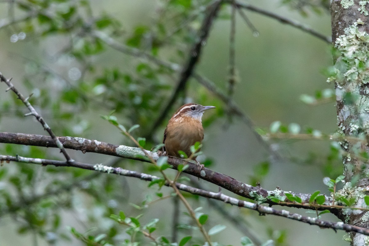 Carolina Wren - ML644277173