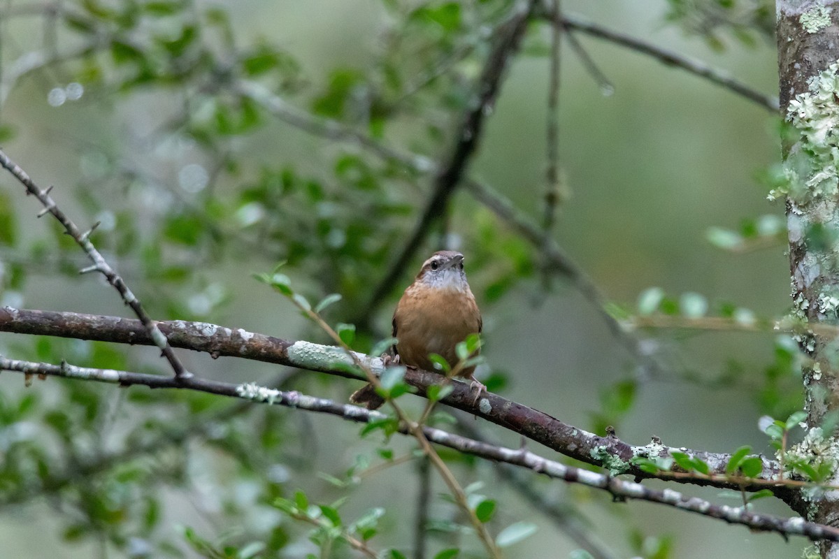 Carolina Wren - ML644277174