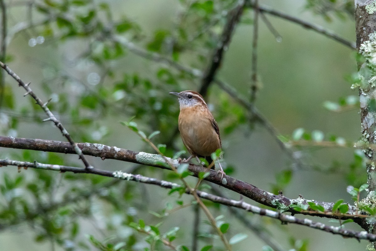 Carolina Wren - ML644277175