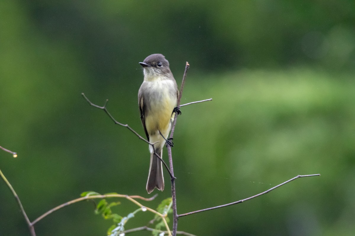 Eastern Phoebe - ML644277181