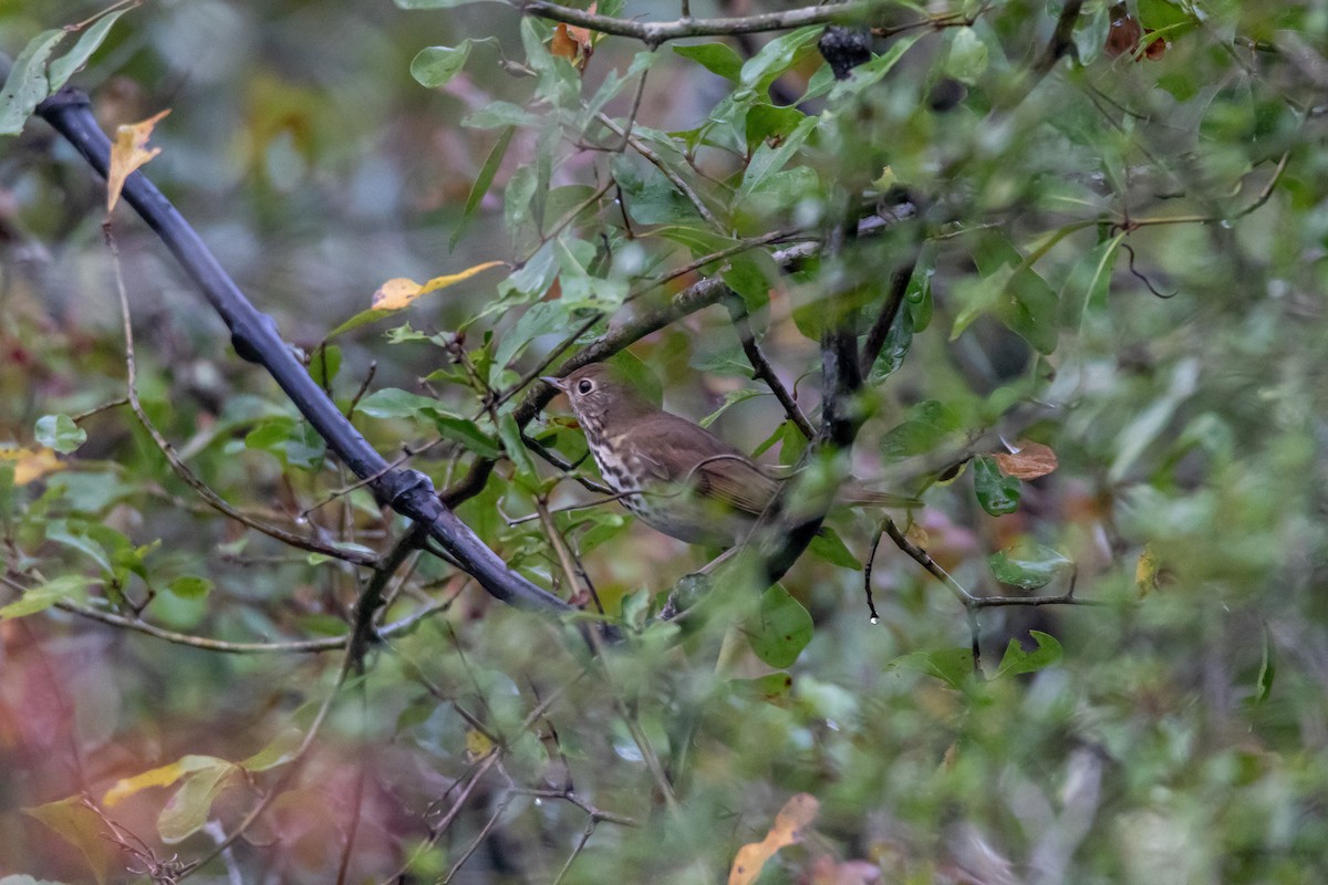 Hermit Thrush - ML644277182