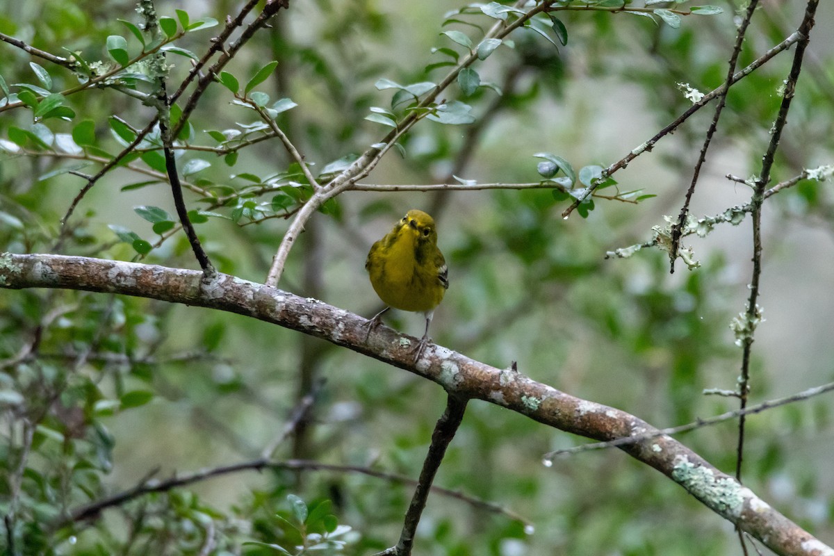 סבכון אורנים - ML644277187