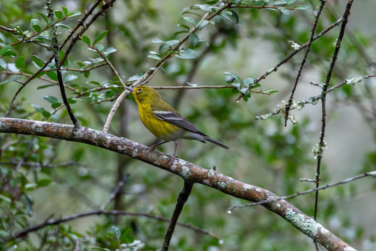סבכון אורנים - ML644277188