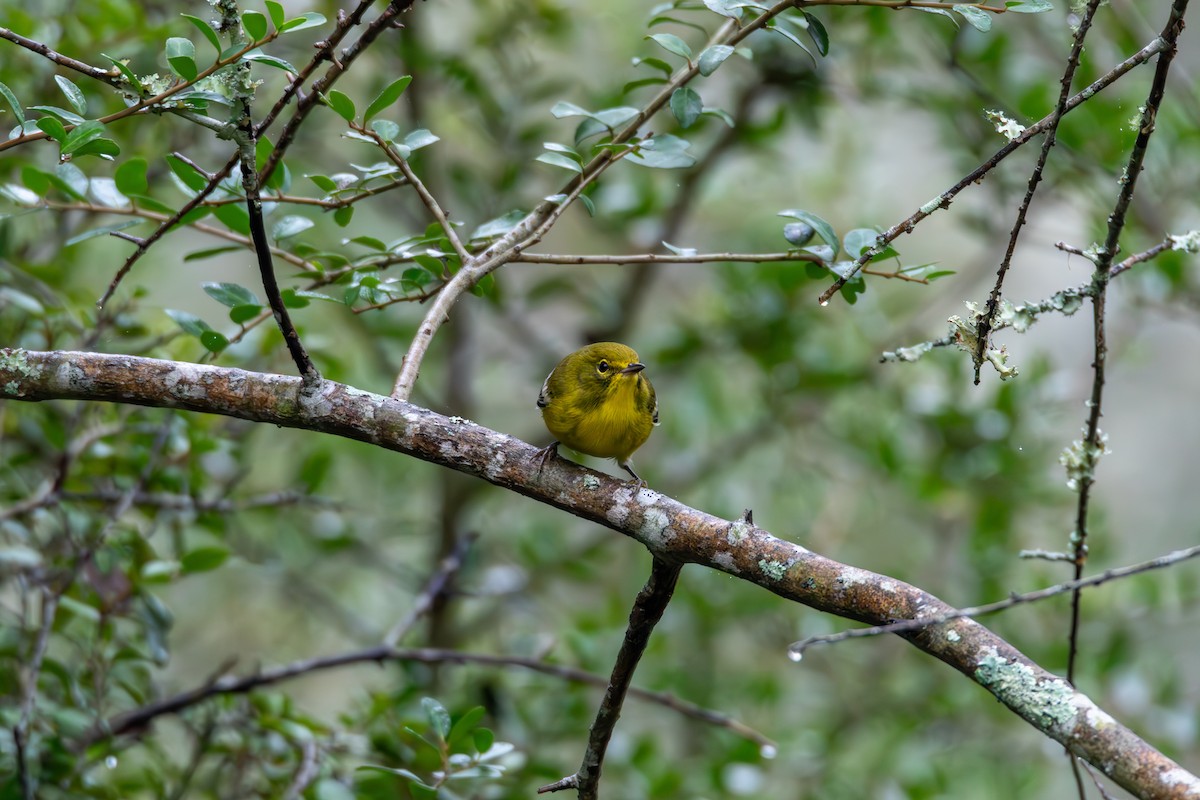 סבכון אורנים - ML644277189
