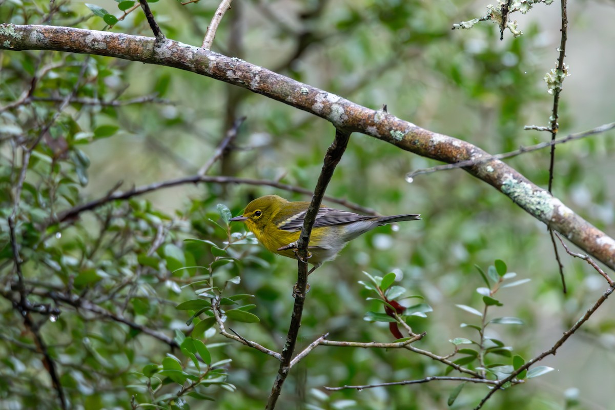 סבכון אורנים - ML644277190