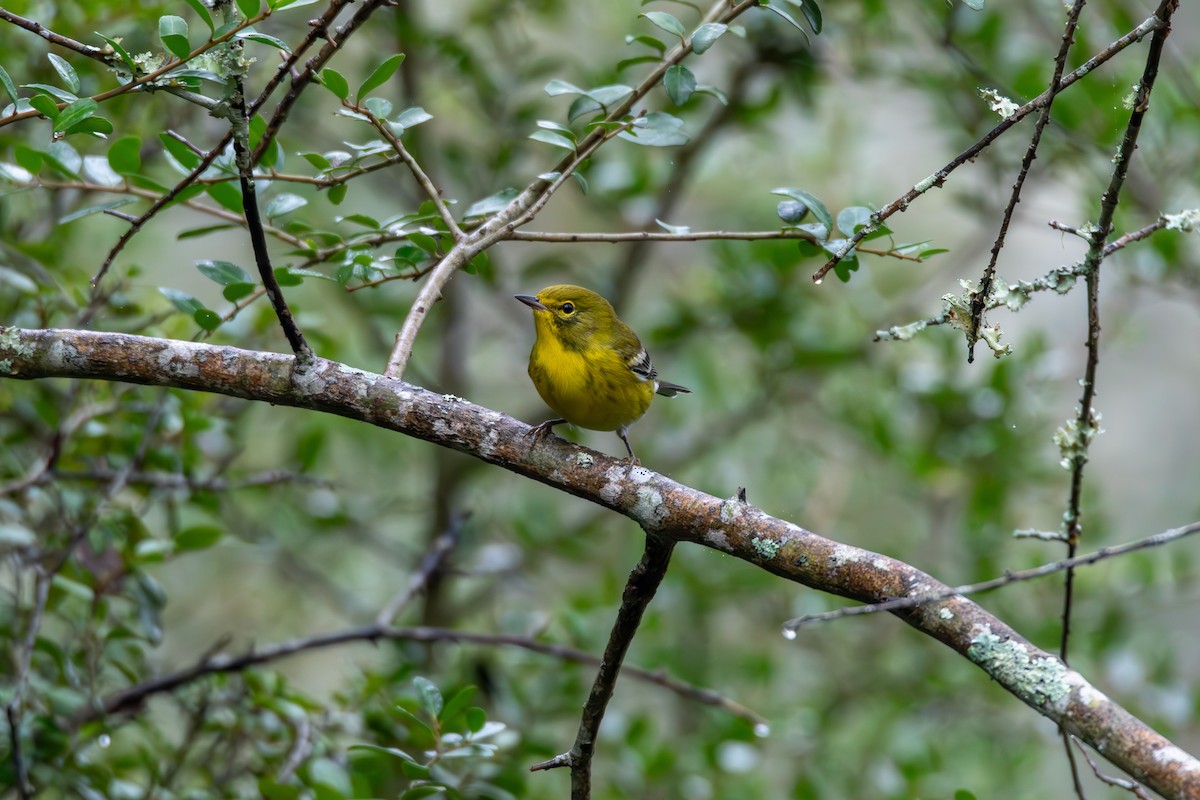 סבכון אורנים - ML644277191