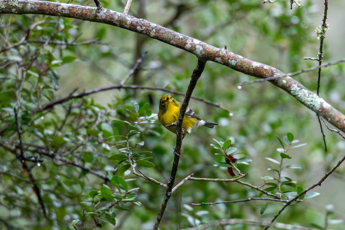 סבכון אורנים - ML644277192