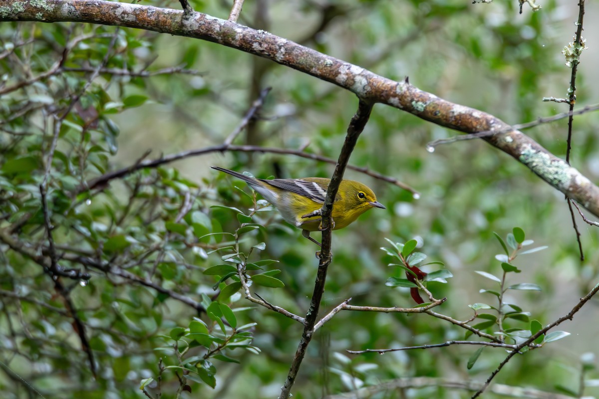 סבכון אורנים - ML644277193