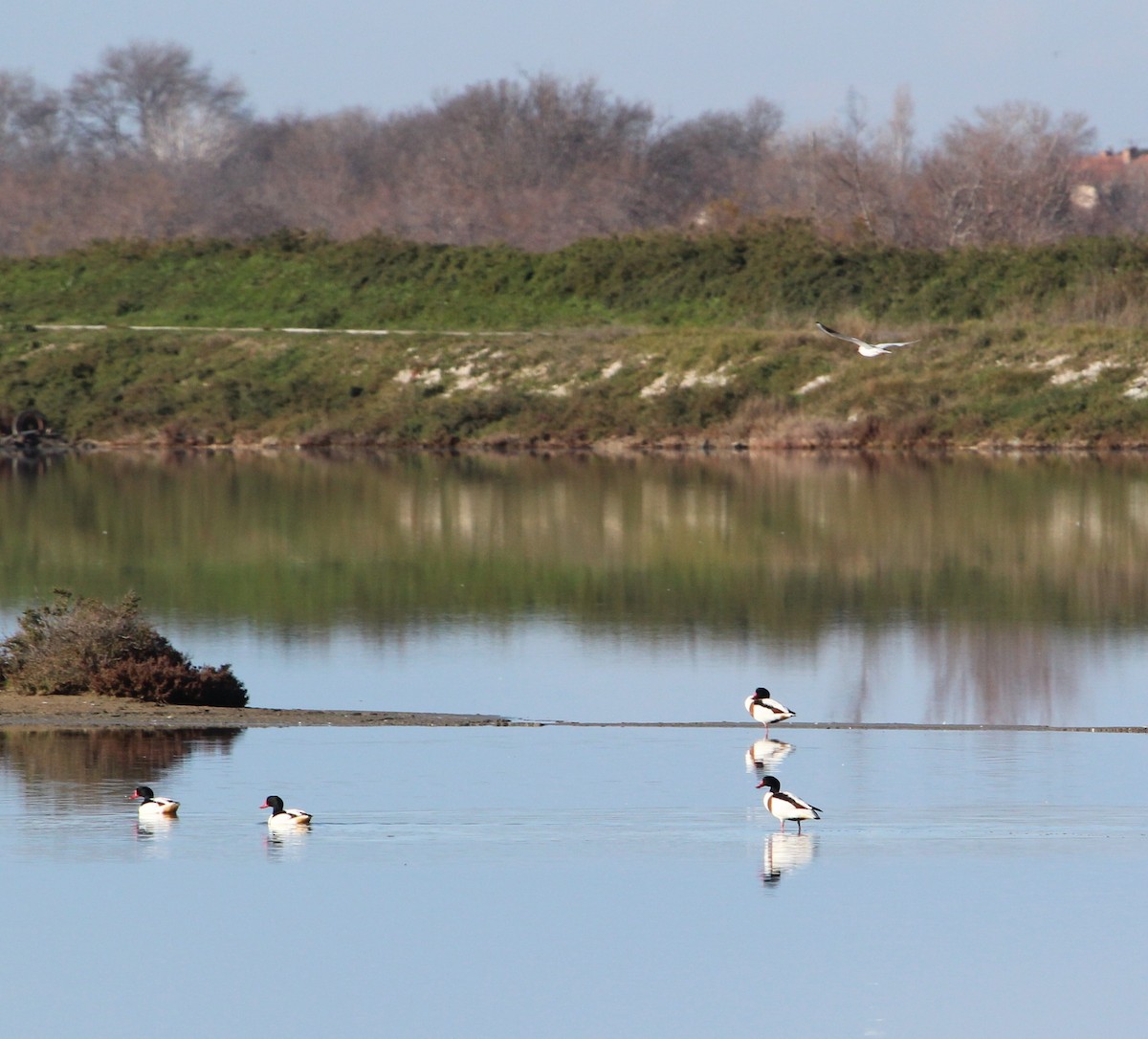 Common Shelduck - ML644277195