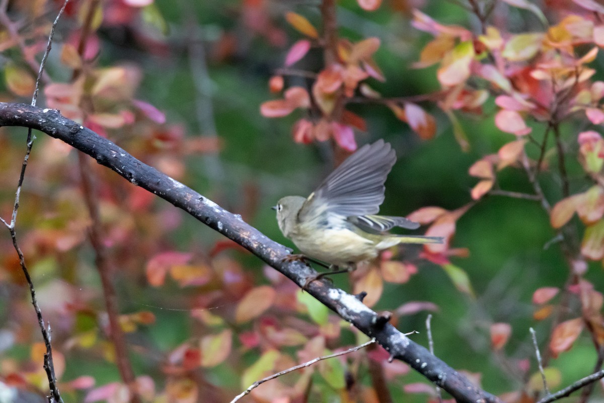 Ruby-crowned Kinglet - ML644277202
