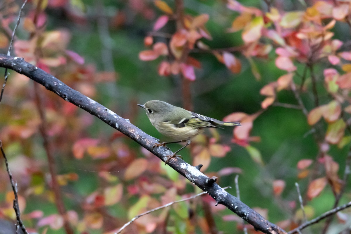 Ruby-crowned Kinglet - ML644277203