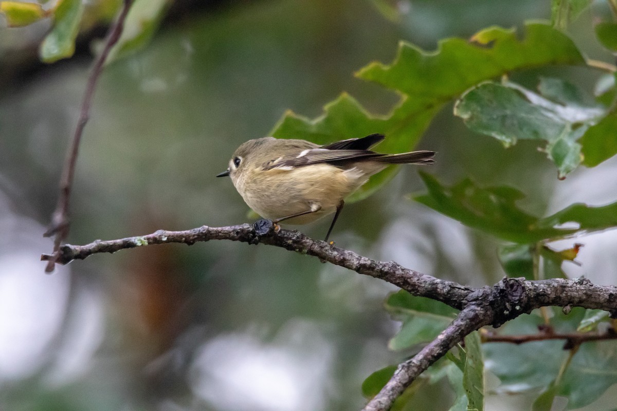 Ruby-crowned Kinglet - ML644277204