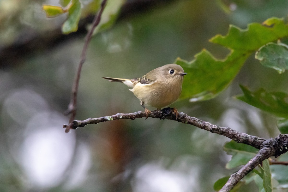 Ruby-crowned Kinglet - ML644277205