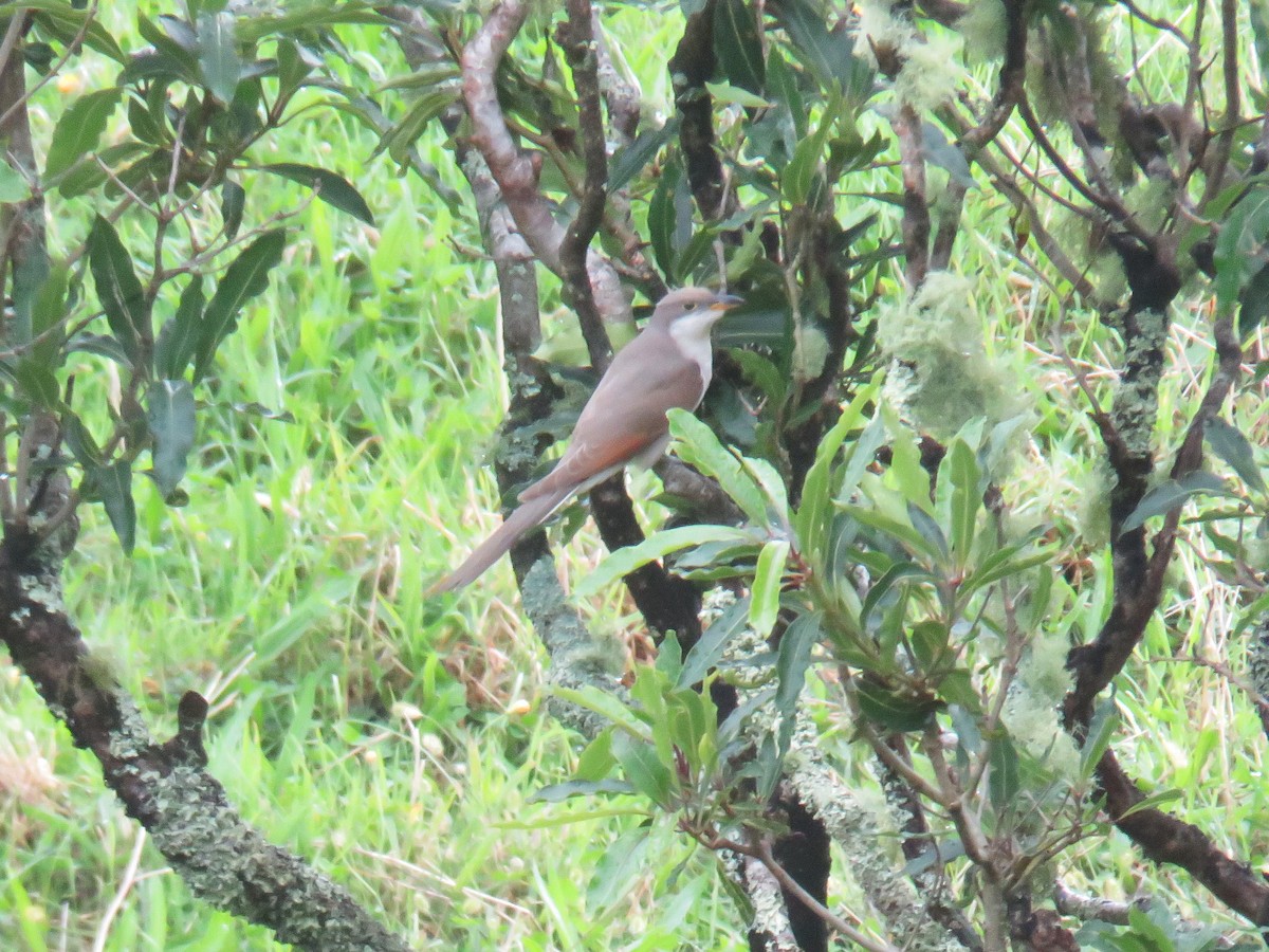 Coulicou à bec jaune - ML644277206