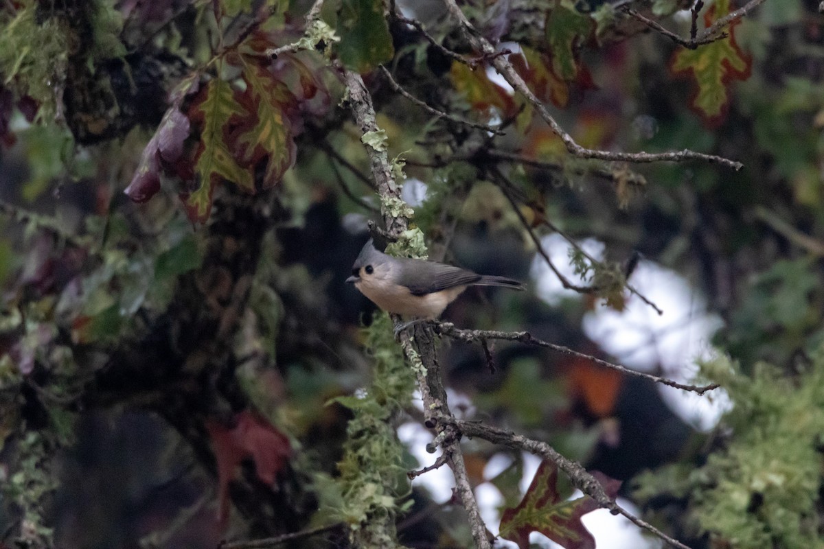 Tufted Titmouse - ML644277208