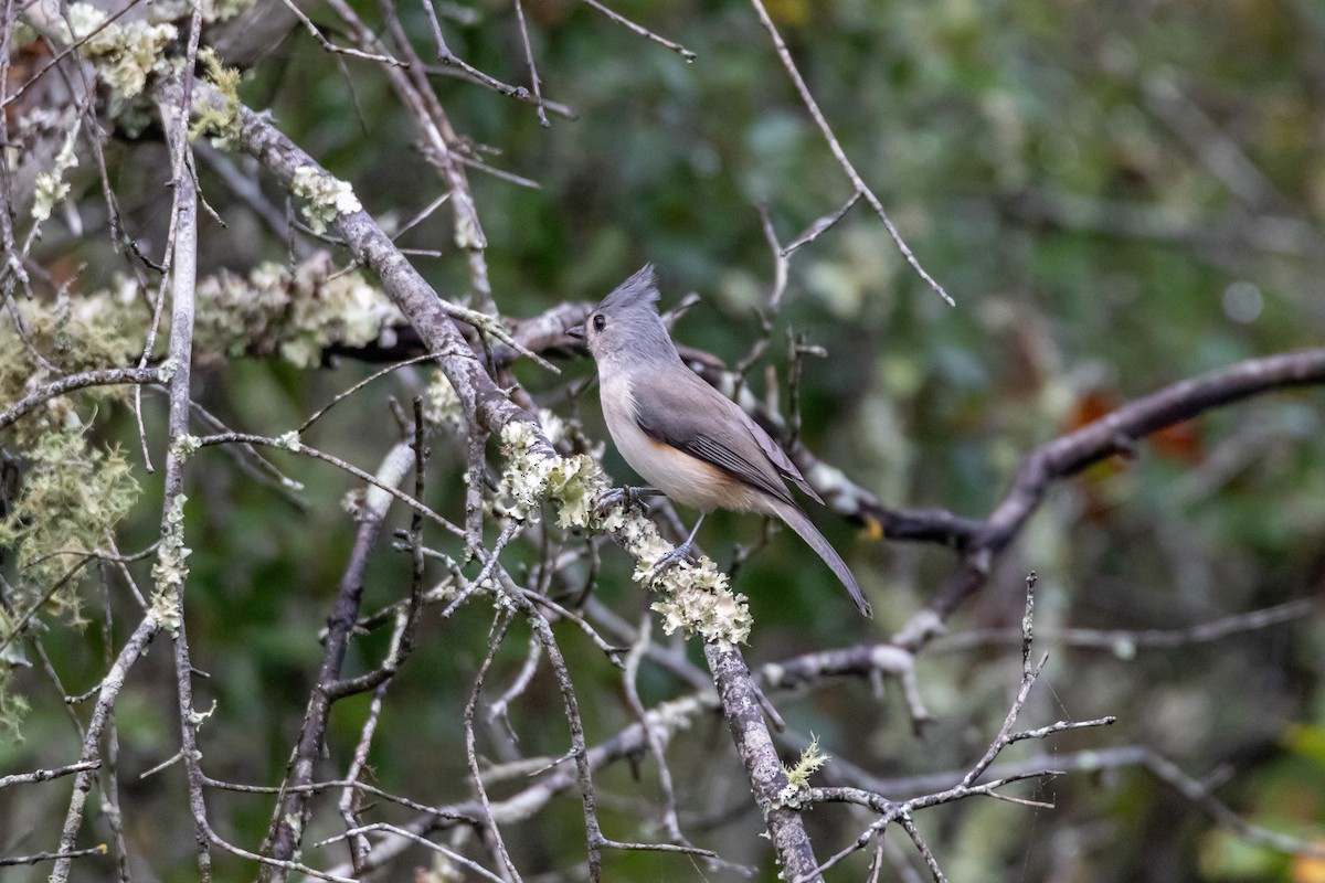 Tufted Titmouse - ML644277209