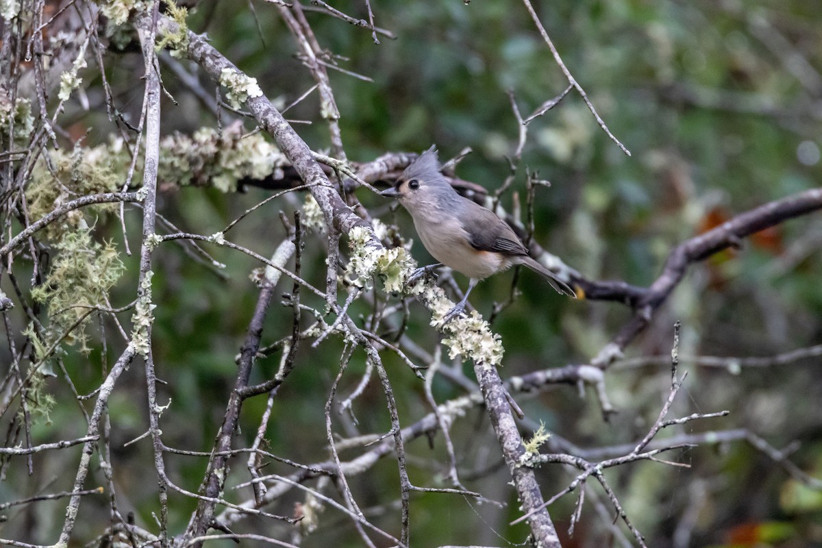 Tufted Titmouse - ML644277210