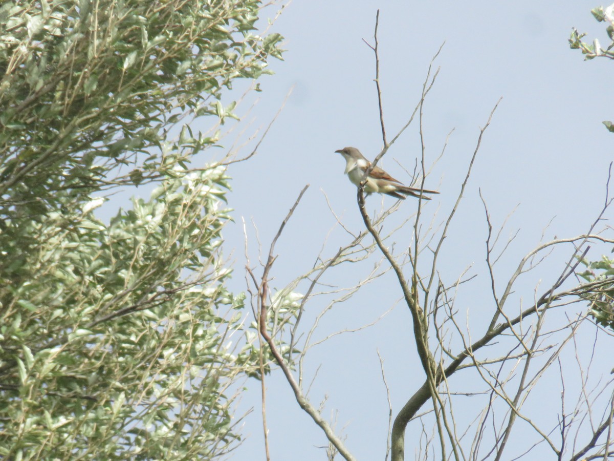 Coulicou à bec jaune - ML644277211