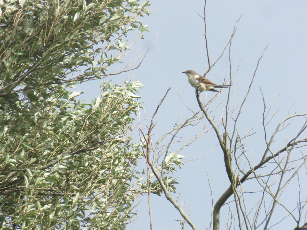 Coulicou à bec jaune - ML644277212