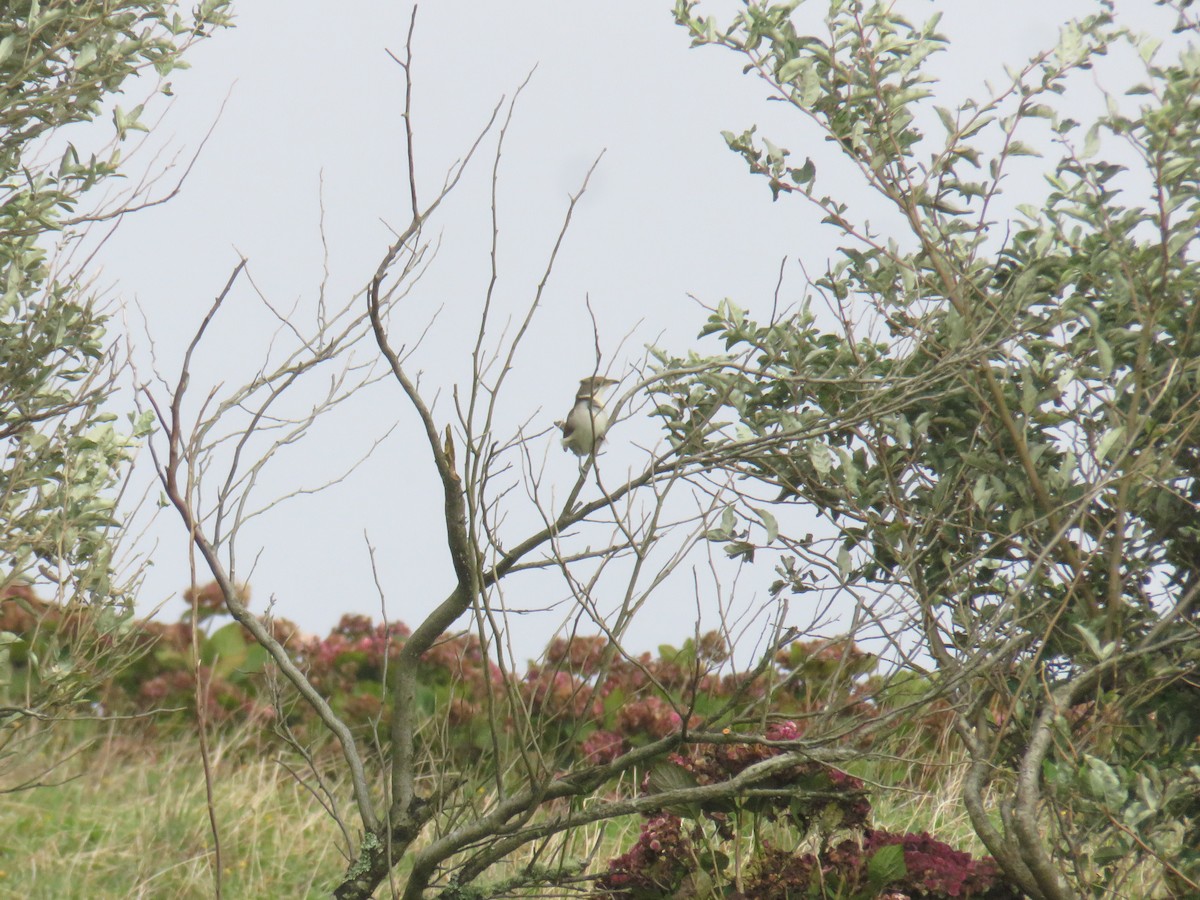 Coulicou à bec jaune - ML644277213