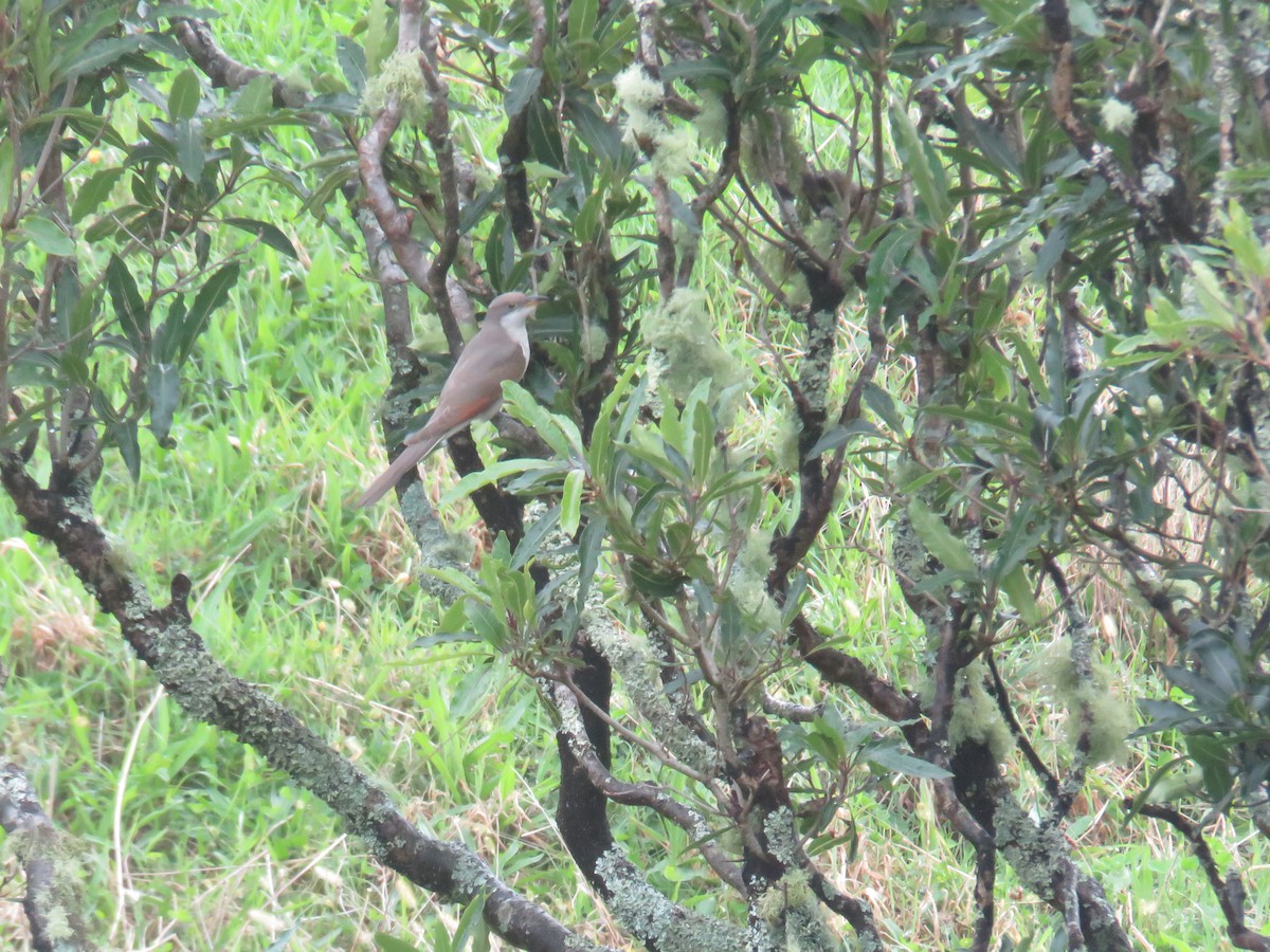 Coulicou à bec jaune - ML644277215