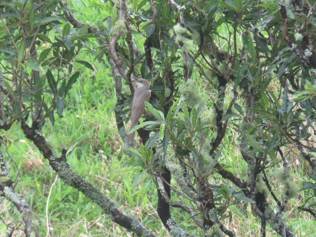 Coulicou à bec jaune - ML644277216