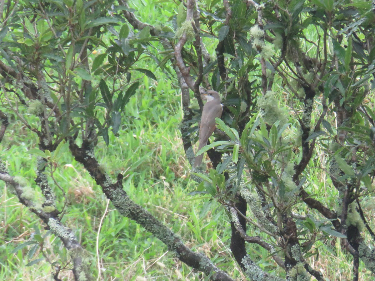 Coulicou à bec jaune - ML644277217