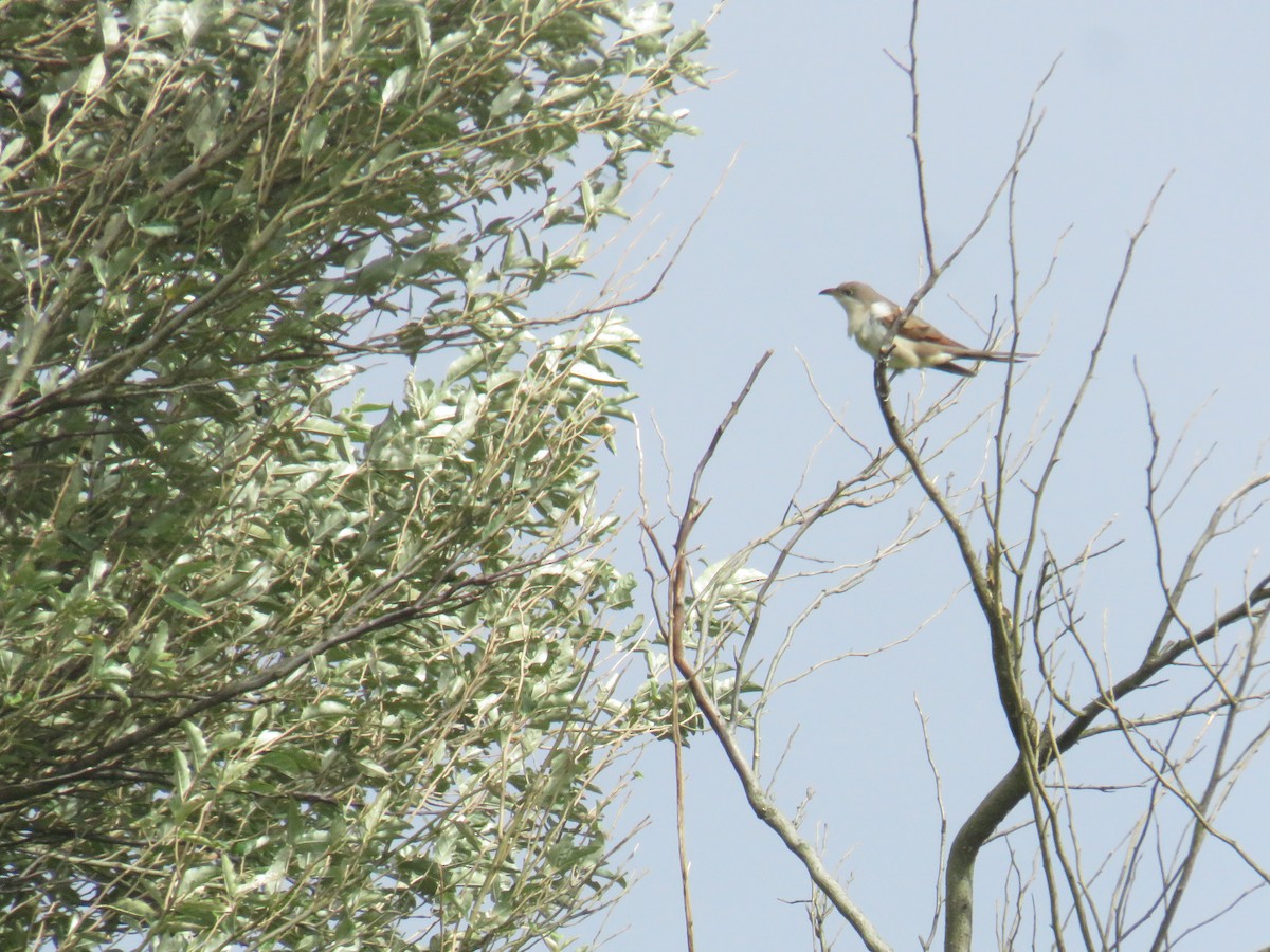 Coulicou à bec jaune - ML644277218