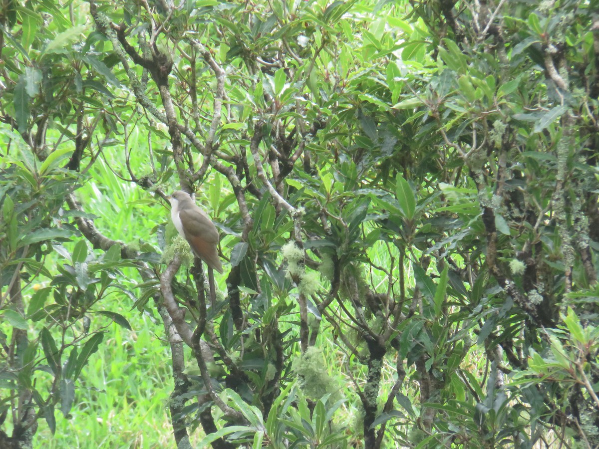 Coulicou à bec jaune - ML644277219