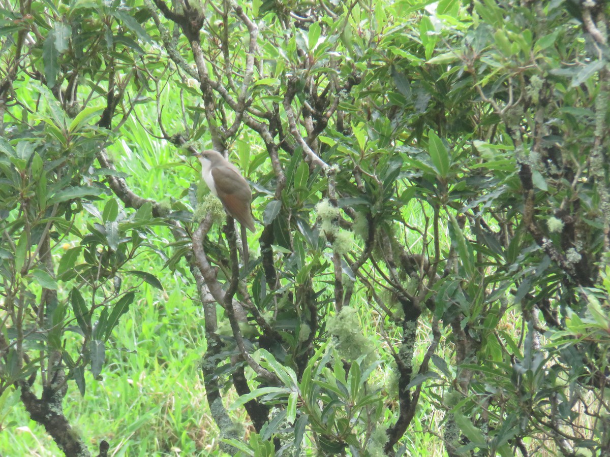 Coulicou à bec jaune - ML644277220